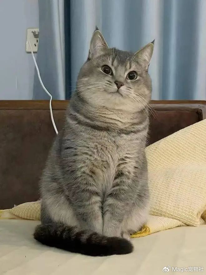 《给猫P聪明毛、尴尬期夸上天、绝不承认猫胖，铲屎官滤镜有多厚？》配图 1
