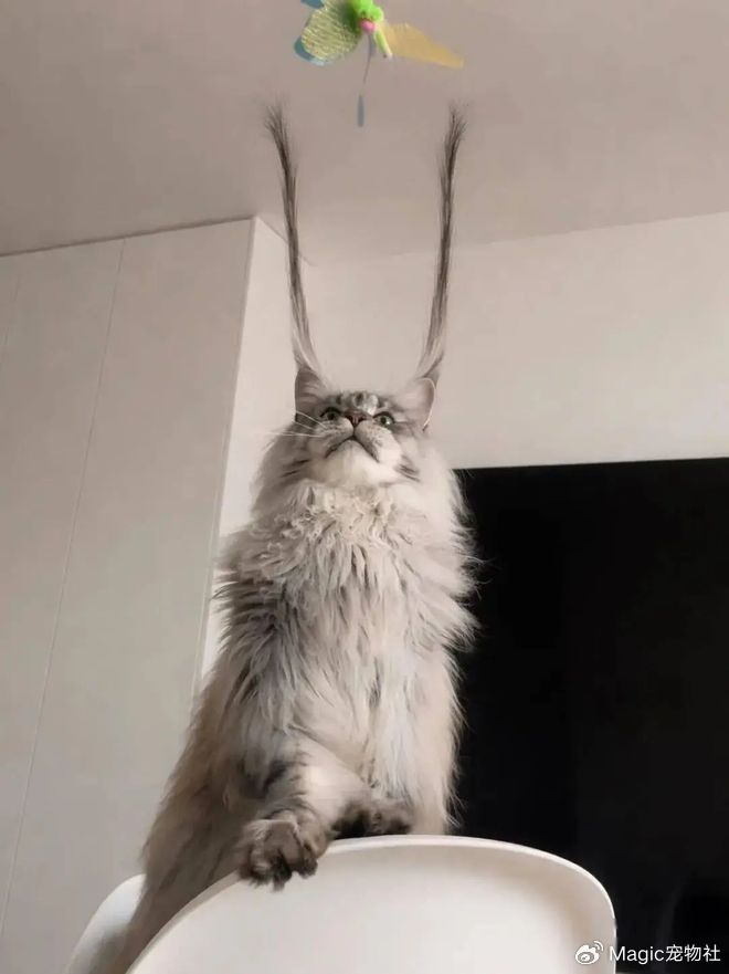 《给猫P聪明毛、尴尬期夸上天、绝不承认猫胖，铲屎官滤镜有多厚？》配图 3