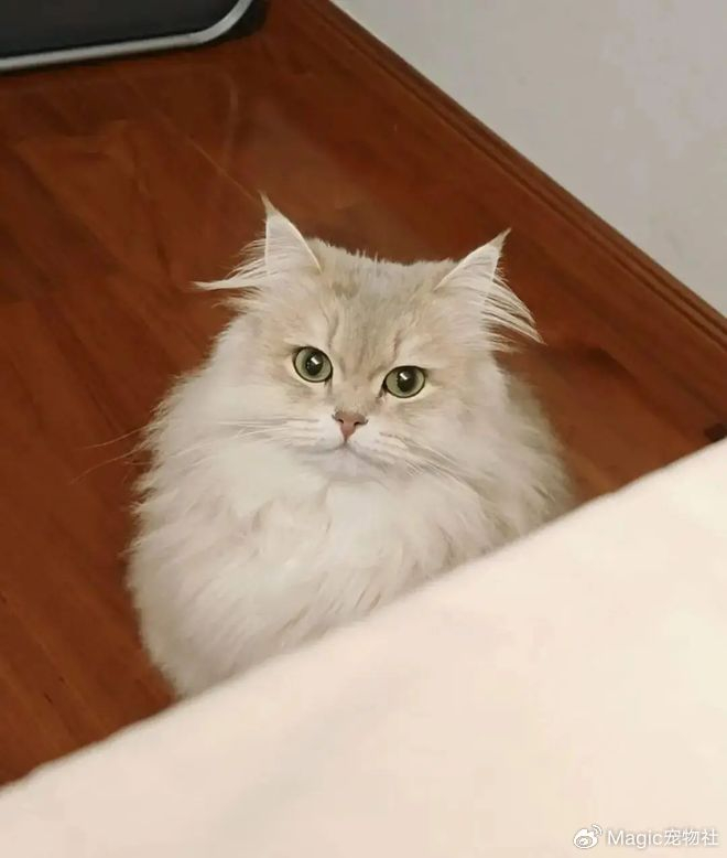 《给猫P聪明毛、尴尬期夸上天、绝不承认猫胖，铲屎官滤镜有多厚？》配图 4