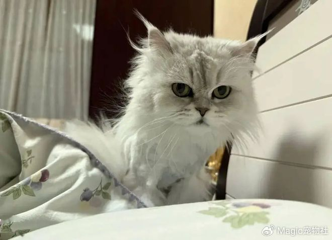 《给猫P聪明毛、尴尬期夸上天、绝不承认猫胖，铲屎官滤镜有多厚？》配图 5