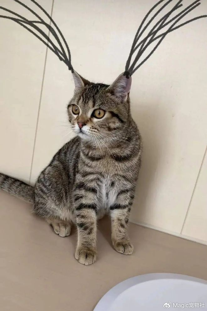 《给猫P聪明毛、尴尬期夸上天、绝不承认猫胖，铲屎官滤镜有多厚？》配图 6