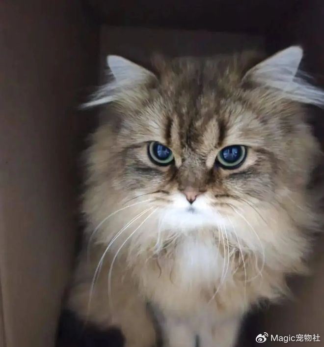 《给猫P聪明毛、尴尬期夸上天、绝不承认猫胖，铲屎官滤镜有多厚？》配图 7