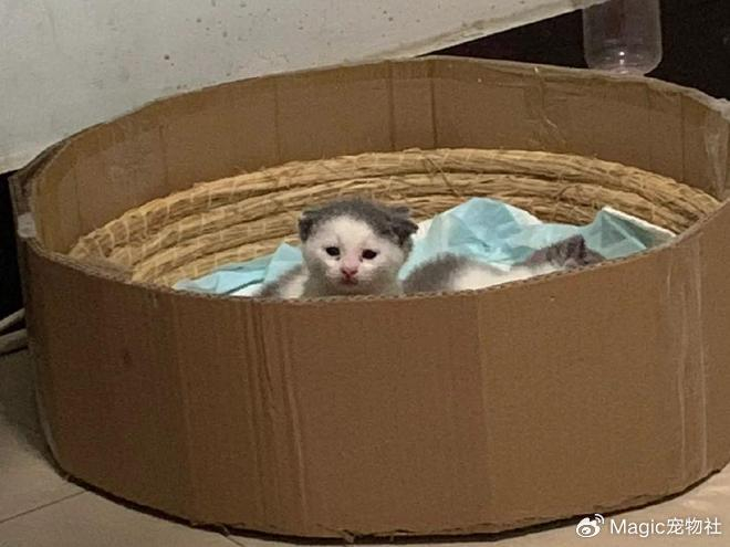 《给猫P聪明毛、尴尬期夸上天、绝不承认猫胖，铲屎官滤镜有多厚？》配图 8