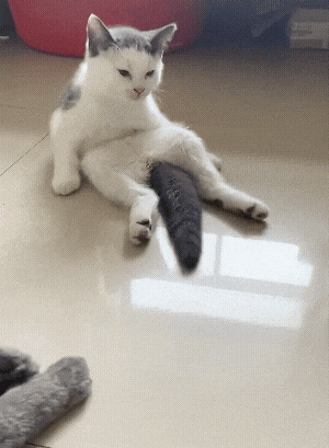 《给猫P聪明毛、尴尬期夸上天、绝不承认猫胖，铲屎官滤镜有多厚？》配图 9