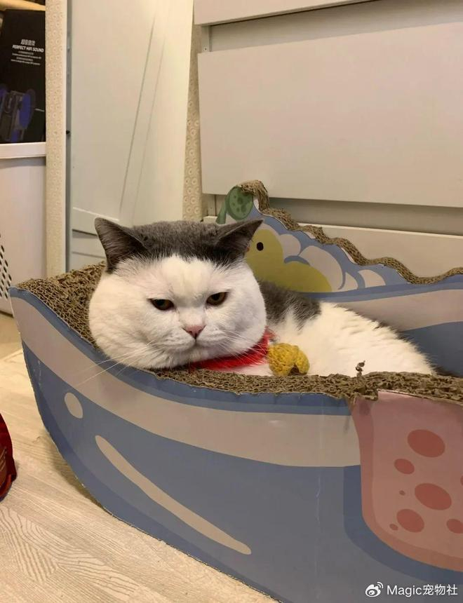 《给猫P聪明毛、尴尬期夸上天、绝不承认猫胖，铲屎官滤镜有多厚？》配图 10