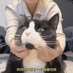 《给猫P聪明毛、尴尬期夸上天、绝不承认猫胖，铲屎官滤镜有多厚？》配图 11