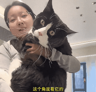 《给猫P聪明毛、尴尬期夸上天、绝不承认猫胖，铲屎官滤镜有多厚？》配图 12