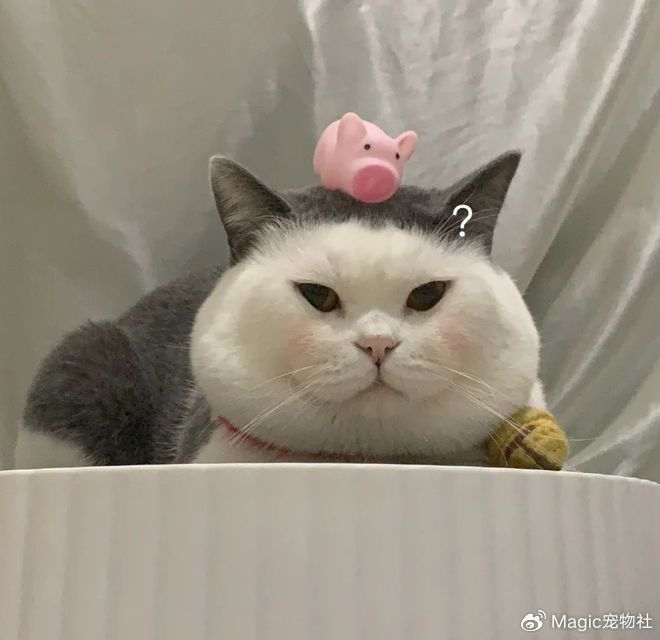 《给猫P聪明毛、尴尬期夸上天、绝不承认猫胖，铲屎官滤镜有多厚？》配图 15